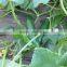 Kareem F1 Hybrid Cucumber Seeds