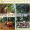 10TPH palm fruit manufacture equipment