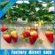 Complete Greenhouse Hydroponics System with Coco Peat and Drip Irrigation