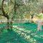 Olive Harvest Net