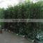 Artificial Bamboo Plants Outdoor Use