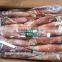 whole round frozen pacific squid
