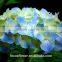 Wholesale Light Blue Hydrangea With High Quality