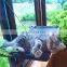 The new ebay amazon hot seller detachable sucker window cat hammock bed