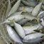 frozen indian mackerel