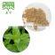 Lemon Balm Leaf Extract Melissa officinalis Extract