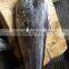 Frozen mahi-mahi fish WR scientific name Coryphaena hippurus