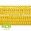 Steamed/Blanched IQF Frozen Waxy yellow corn cob