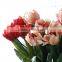 Dried flowers, single branch the Dutch tulip flower wholesale