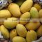 best quality fresh mango