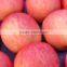 new season Fresh fuji apple good quality red fuji apple