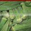 Frozen IQF Okra with high quality