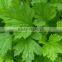 wholesale supply armoise mugwort essential oil