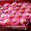 Chinese Red Fuji Apple Suitable for Long Time Shipment