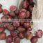 Supply fresh chestnut 2015 crop