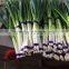 Fresh Green Onion Manufacture