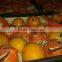 modern Citrus fruits Lemons and Oranges from Egypt.