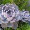 succulent plants Echeveria