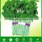 WS01 Daye large leaf water spinach seeds for planting