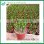 Stick Indoor Succulent Plant Wholesale