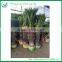 130cm Cycas Revoluta