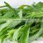 100% Original Tarragon Essential Oil