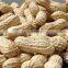 Vietnam core of peanut