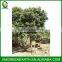 Dimocarpus longan