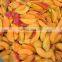 Sinocharm BRC 1/12 cut China Frozen IQF Apricot Slices IQF Apricot Quarter