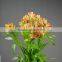 Gift hotsell alstroemeria flowers