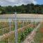 Factory supply design vineyard vertical line posts