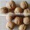 We are supply walnut in shell with best price for sale