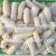 fish illex squid ring/tube/flower for sale