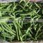 frozen green sword bean