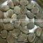 High quality jackfruit fruit Seeds artocarpus heterophyllus seeds For planting