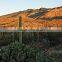 Carnegiea gigantea Britton et Rose, Saguaro, pot plants, bonsais