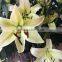 Decorative lily flower fresh cut lily flower from Kunming