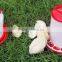 Wholesale Chicken Feeder and Drinker for Pigeon Duck