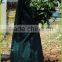 75 ltrs Slow Release Watering Bag for Trees. Drip irrigation bag for tree. Tree bag