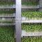 Factory price Bean Bud Seedling Machine/Bean Sprout Growing Machine For Sale