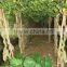 lagerstroemia indica tree small Chinese Letter gourd and bottle shape plants