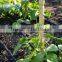 Natural Eco-friendly High Quality Bitter Bamboo Poles/Skewers For Climbing Plant