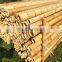 Vietnamese Bamboo Poles Sticks Best Price/ Raw Bamboo Poles For Gardening And Decoration/ Bamboo Pole 100% Natural