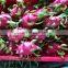 Fresh Dragon Fruit From Viet Nam With High Quality