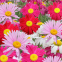 500g Online sale Mix F1 bulk loose African daisy gerbera flower seeds for planting