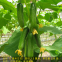 100pcs holland Sale Hybrid f1 cucumber seeds white green diva pueudo cucumber seeds for planting