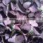 wholesale quick frozen Purple Sweet Potato