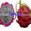 fresh dragon fruit