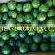 VIETNAMESE EXPORTING LIME/ GREEN LEMON WITH BEST PRICE