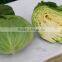Cabbage To Canada